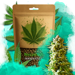 Northern Light Feminized 100 Seeds