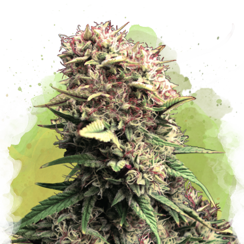 OG Kush Autoflower (100 seeds) - Nirvana Shop 