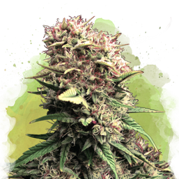 OG Kush Autoflower (100 seeds) - Nirvana Shop 