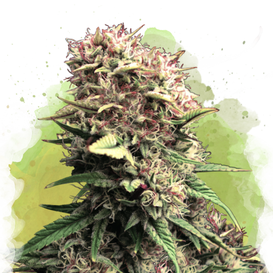 OG Kush Autoflower (100 seeds) - Nirvana Shop 