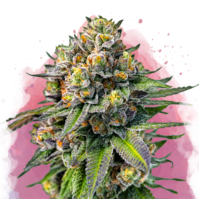 og kush plant indoor OG Kush Feminized Seeds
