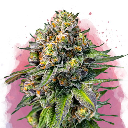 OG Kush Feminized - Nirvana Shop 