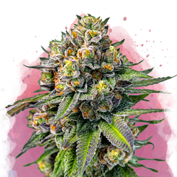 OG Kush Feminized (100 seeds) - Nirvana Shop 