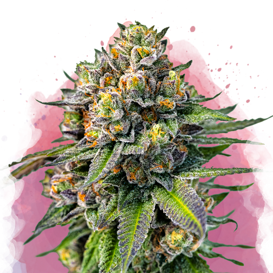 OG Kush Feminized (100 seeds) - Nirvana Shop 