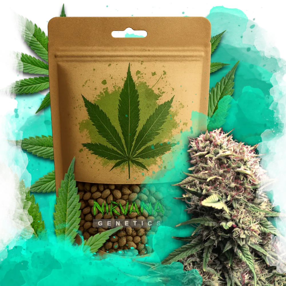 OG Kush Autoflower 100 Seeds