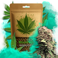 OG Kush Autoflower 100 Seeds