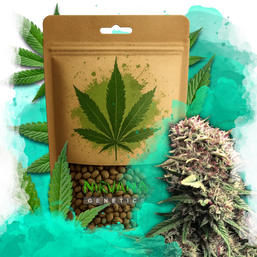 OG Kush Autoflower 100 Seeds