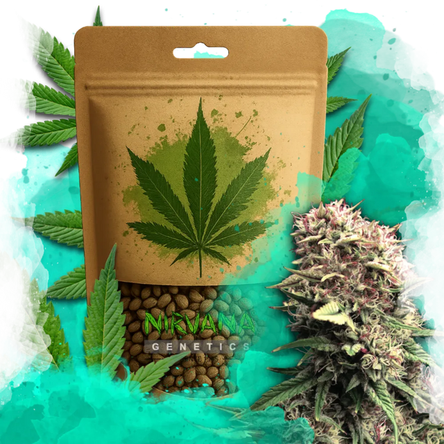 OG Kush Autoflower 100 Seeds