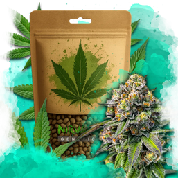 OG Kush Feminized 100 Seeds