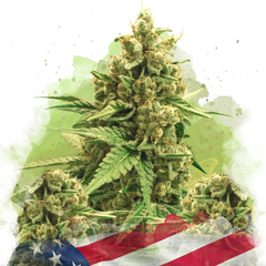 Original Glue Autoflower