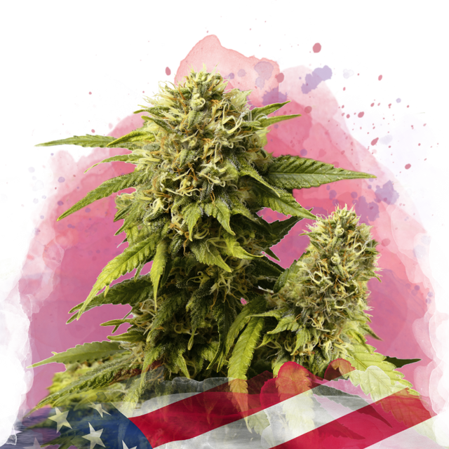 Original Glue Feminized