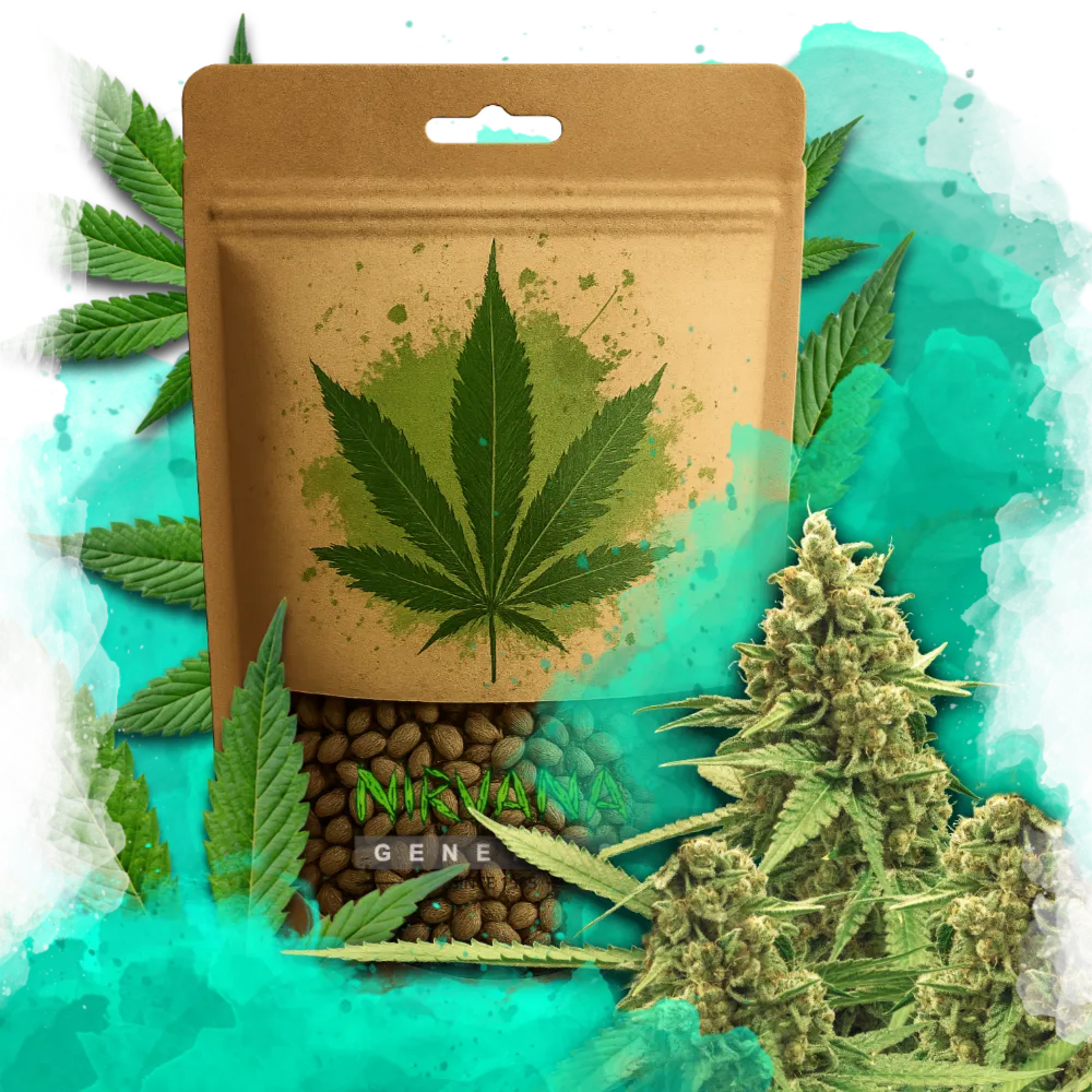 Original Glue Autoflower 100 Seeds