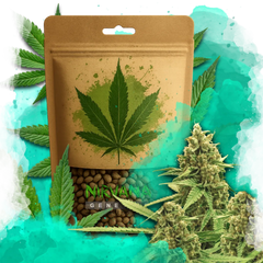 Original Glue Autoflower 100 Seeds