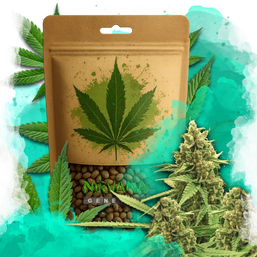 Original Glue Autoflower 100 Seeds