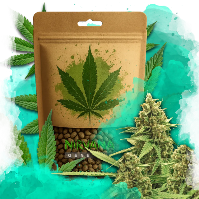 Original Glue Autoflower 100 Seeds