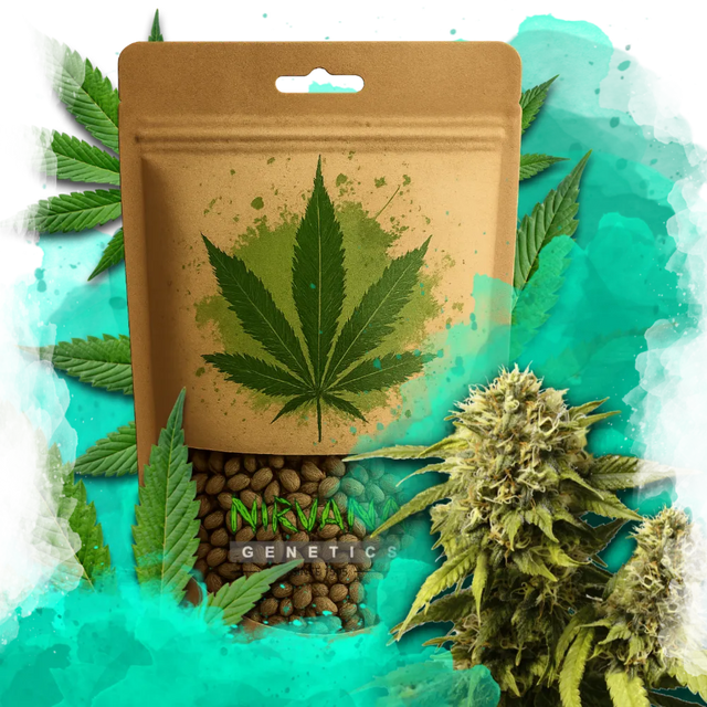 Original Glue Feminized 100 Seeds