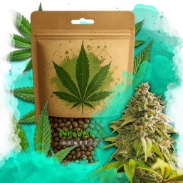 Papaya Feminized 100 Seeds