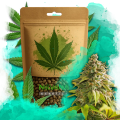 Pure Power Plant Feminized 100 Seeds