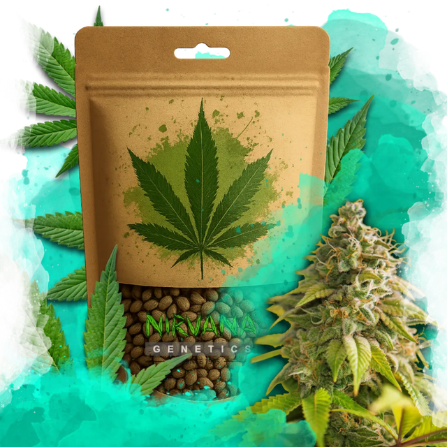 Pure Power Plant Feminized 100 Seeds