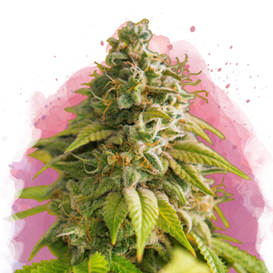 Close-up of a daytime cannabis plant with dense, frosty buds and green leaves, set against a soft pink watercolor-style background.