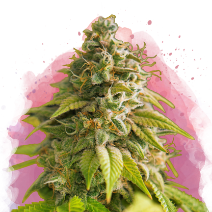 Papaya Feminized - Nirvana Shop 