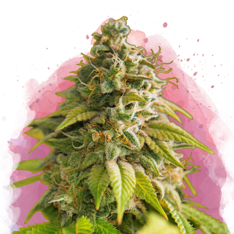 Papaya Feminized (100 seeds) - Nirvana Shop 