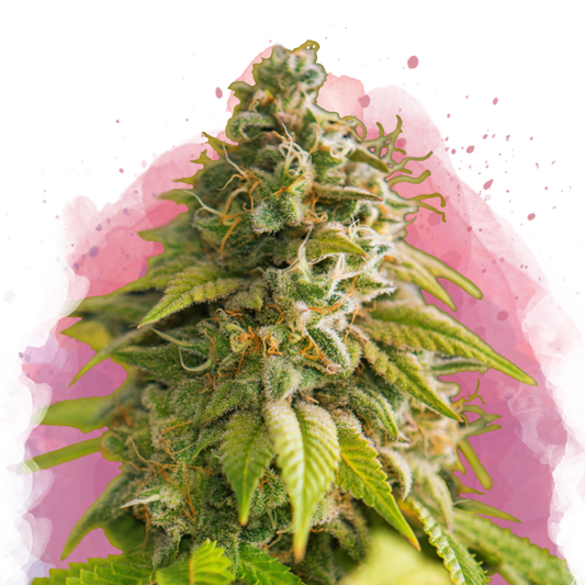 Papaya Feminized (100 seeds) - Nirvana Shop 