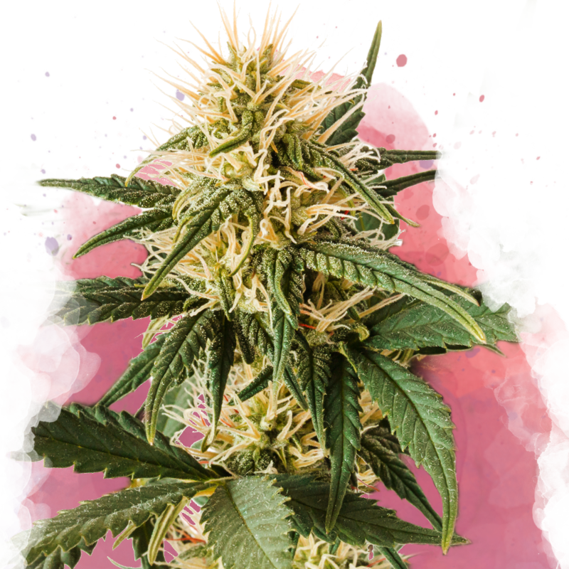 Pure Power Plant Feminized - Nirvana Shop 