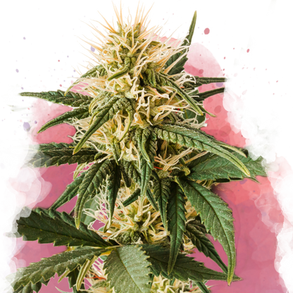 Pure Power Plant Feminized - Nirvana Shop 