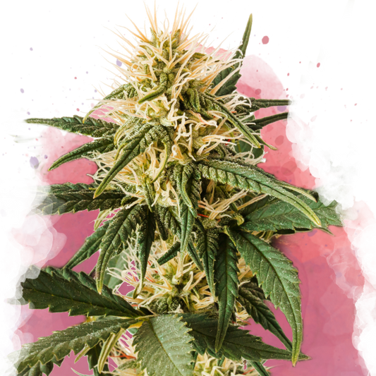 Pure Power Plant Feminized - Nirvana Shop 