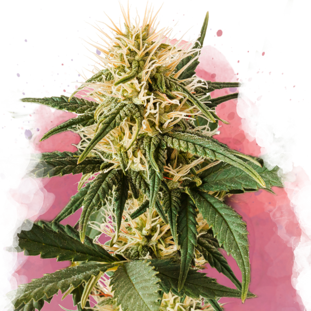 Pure Power Plant Feminisiert