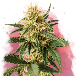 Pure Power Plant Feminized Resale - Nirvana Shop 