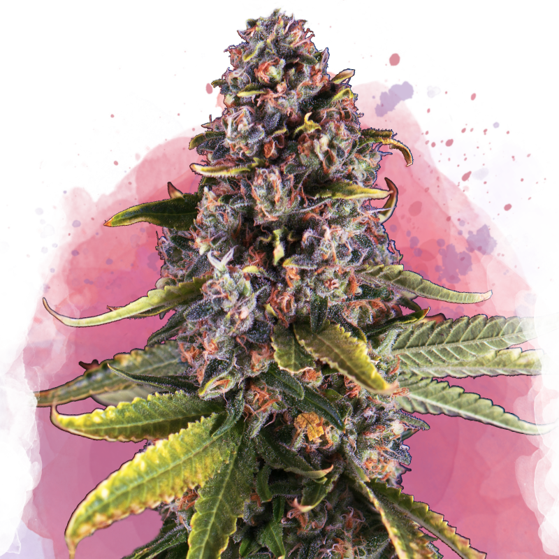 Raspberry Cough Feminized - Nirvana Shop 