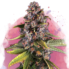Raspberry Cough Feminized