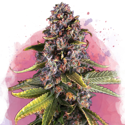 Raspberry Cough Feminized - Nirvana Shop 