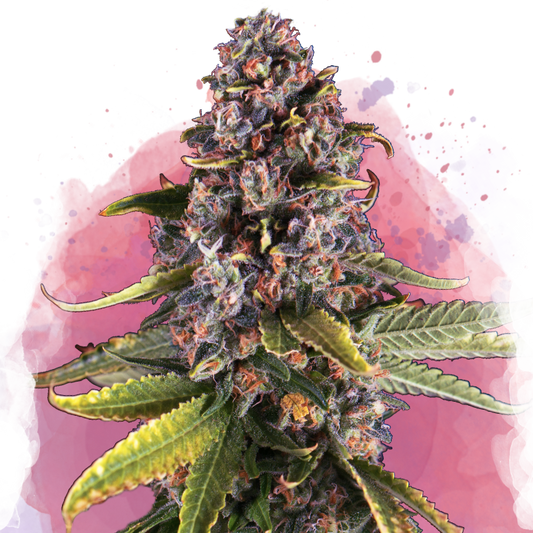 Raspberry Cough Feminized - Nirvana Shop 