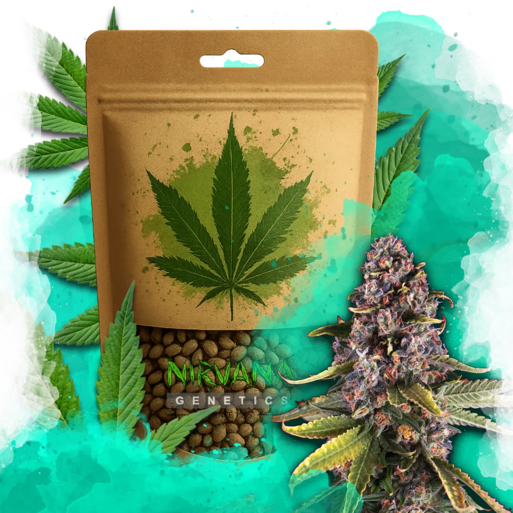 Raspberry Cough Feminized 100 Seeds