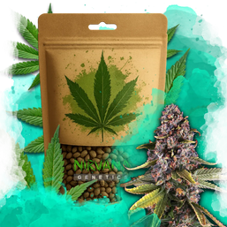 Raspberry Cough Feminized 100 Seeds