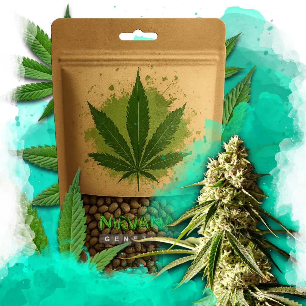 Runtz Feminized 100 Seeds