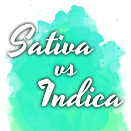 Sativa vs Indica Startpaket