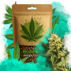 Shiskaberry Feminized 100 Seeds