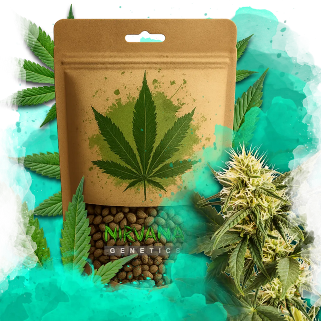 Shiskaberry Feminized 100 Seeds