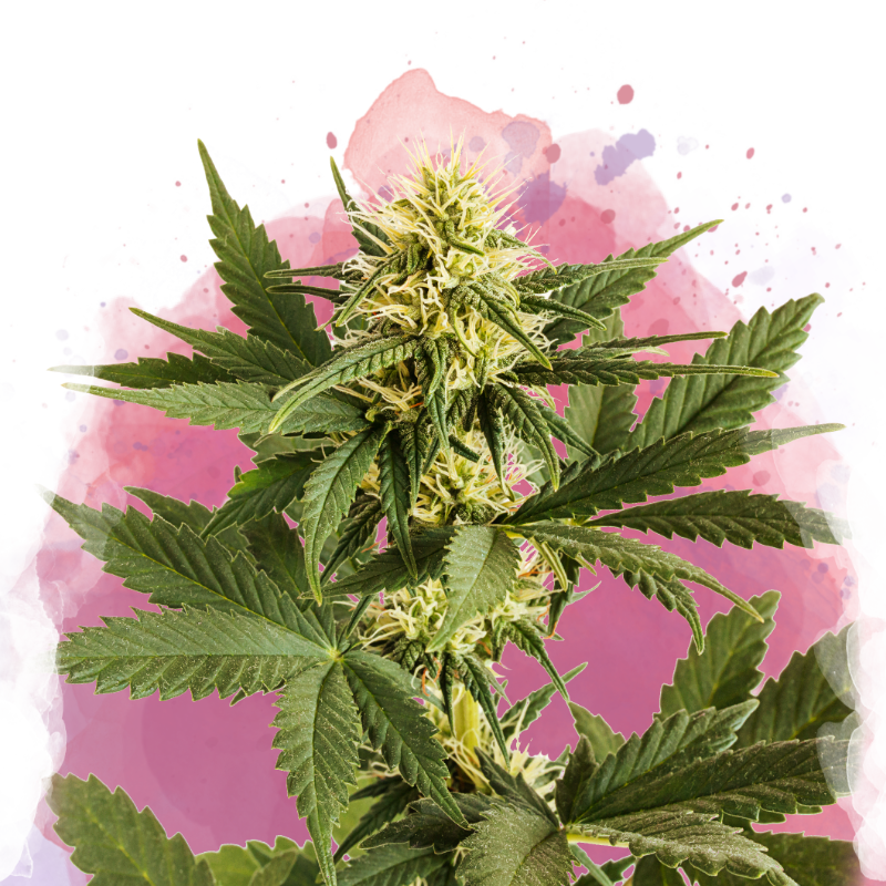 Shiskaberry Feminized - Nirvana Shop 