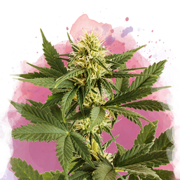 Shiskaberry Feminized - Nirvana Shop 