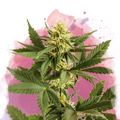 Shiskaberry Feminized - Nirvana Shop 