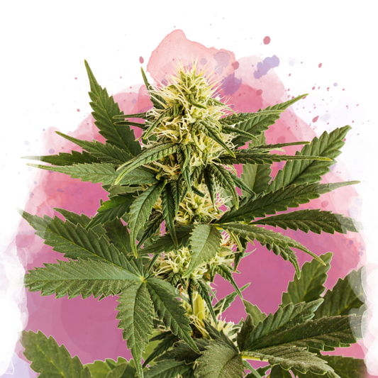 Shiskaberry Feminized - Nirvana Shop 