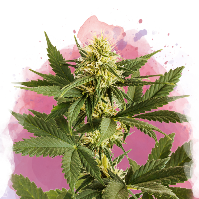 Shiskaberry Feminized