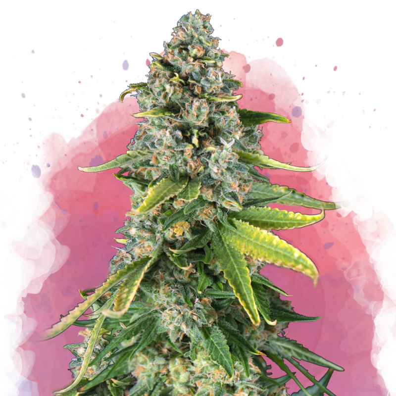 Skunk 1 Feminized - Nirvana Shop 