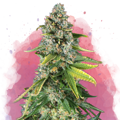 Skunk #1 femminizzata