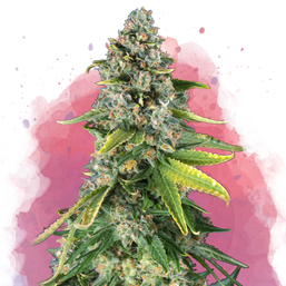 Skunk 1 Feminized - Nirvana Shop 